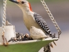 red-head-woodpecker-1
